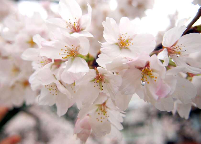 城崎温泉の桜が満開です🌸
